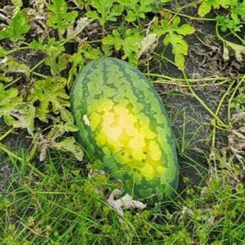 Citrullus lanatus 'Congo' ~ Congo Watermelon-ServeScape