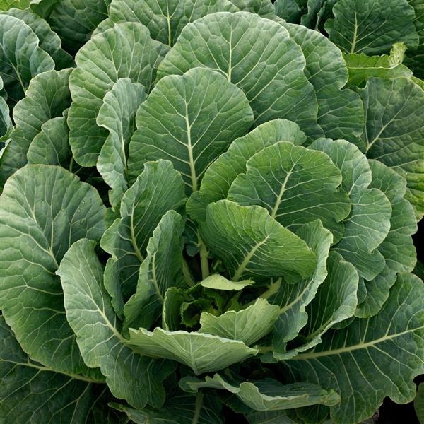 Brassica oleracea var. viridis 'Top Bunch' ~ Top Bunch Collards-ServeScape