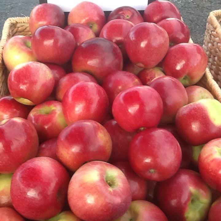 Malus domestica 'Liberty' ~ Liberty Apple-ServeScape