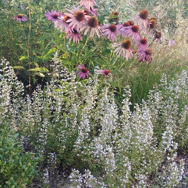 Calamintha nepeta 'Triumphator' ~ Triumphator Calamint-ServeScape