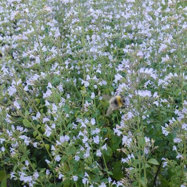 Calamintha nepeta 'Triumphator' ~ Triumphator Calamint-ServeScape