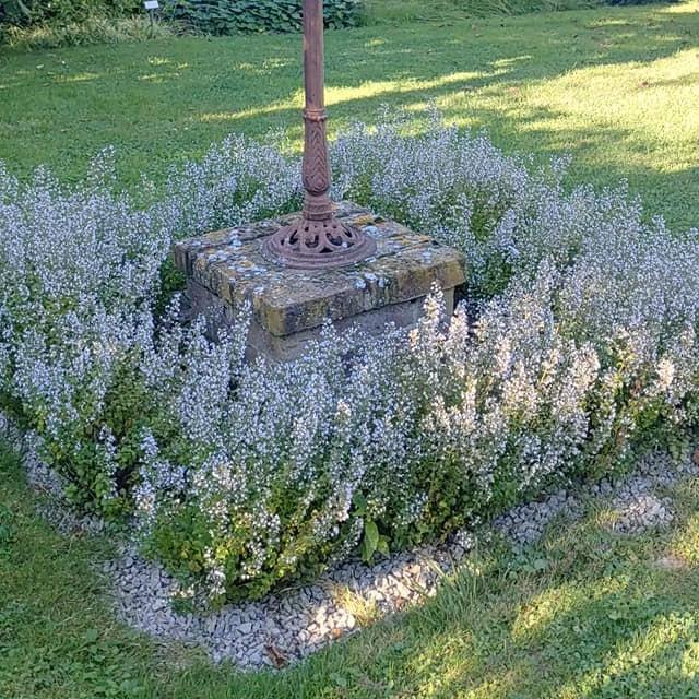 Calamintha nepeta 'Triumphator' ~ Triumphator Calamint-ServeScape