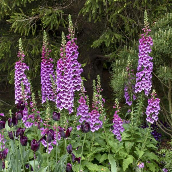 Digitalis purpurea 'Dalmatian Rose' ~ Dalmatian Rose Foxglove-ServeScape