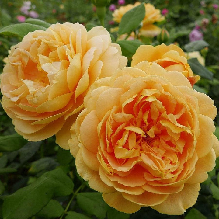 Rosa 'AUSgold ~ Golden Celebration Rose-ServeScape