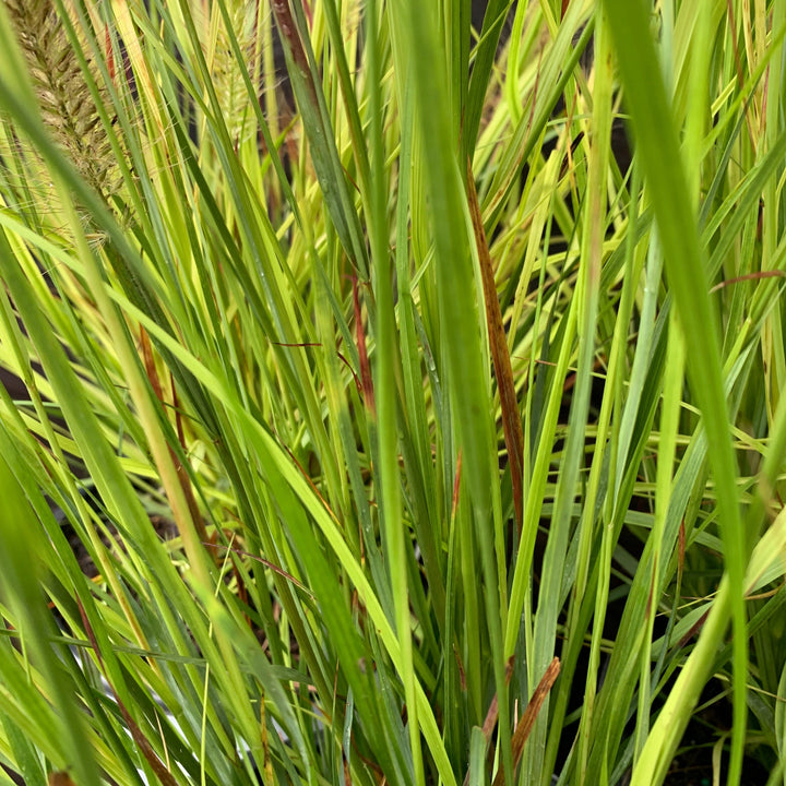 Pennisetum alopecuroides 'Desert Plains' ~ Prairie Winds® Desert Plains Fountain Grass-ServeScape