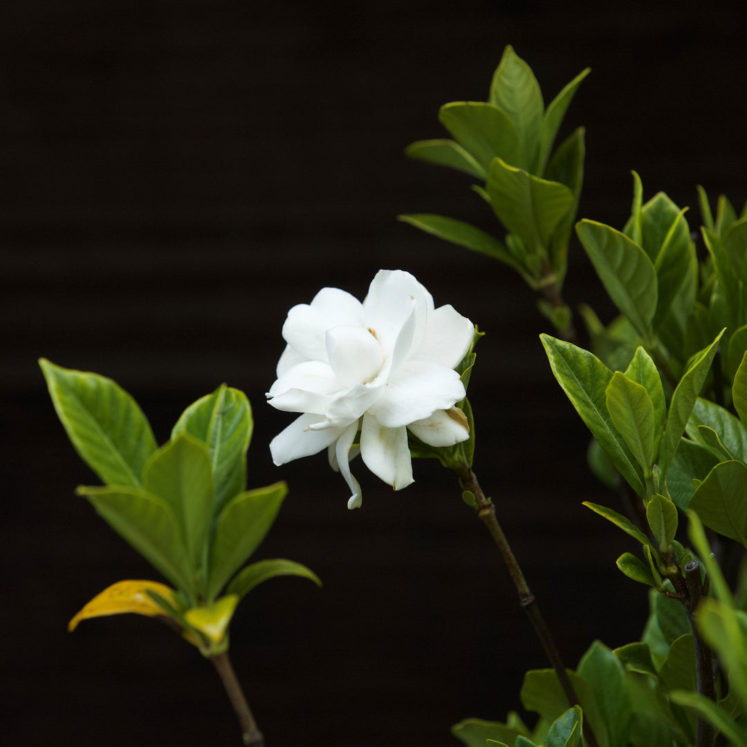 Gardenia jasminoides 'August Beauty' ~ August Beauty Gardenia-ServeScape