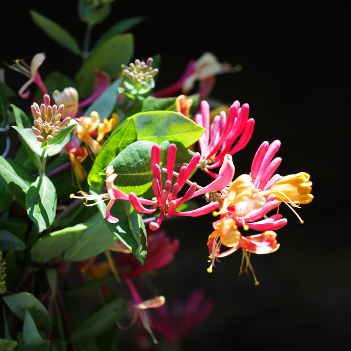 Lonicera × heckrottii 'Goldflame' ~ Goldflame Honeysuckle-ServeScape