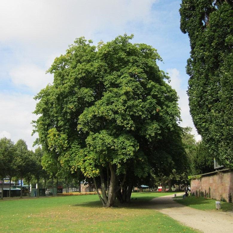 Acer platanoides 'Emerald Queen' ~ Emerald Queen™ Norway Maple-ServeScape