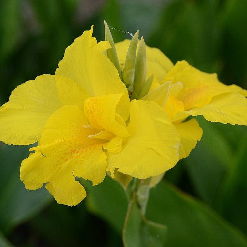Canna 'Richard Wallace' ~ Richard Wallace Canna Lily-ServeScape