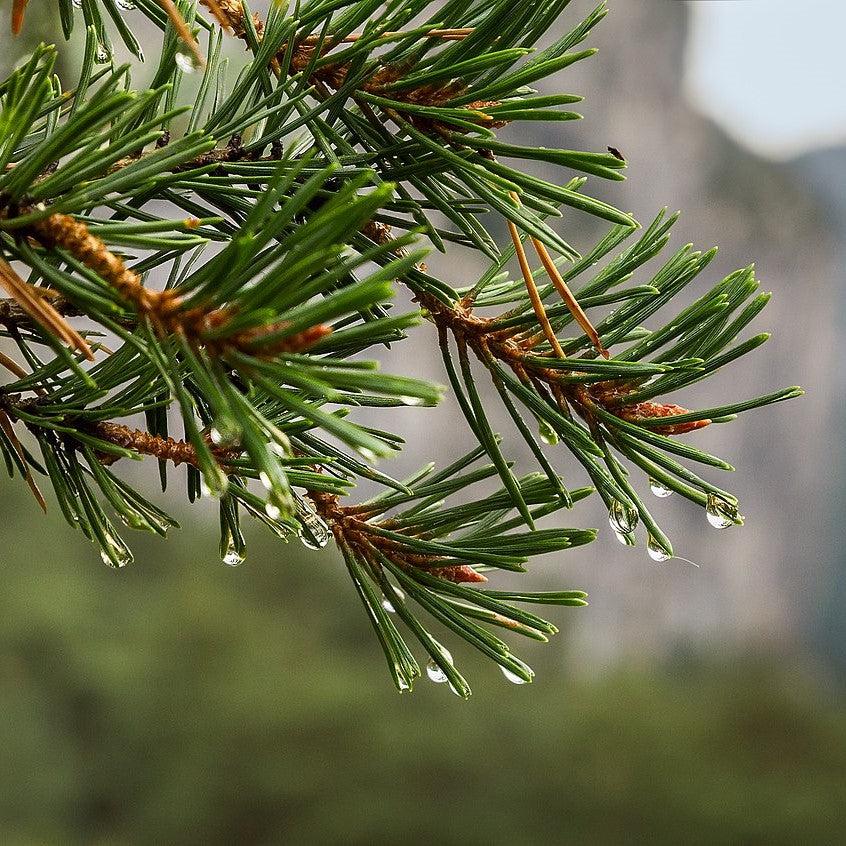 Pinus sylvestris ~ Scotch Pine-ServeScape