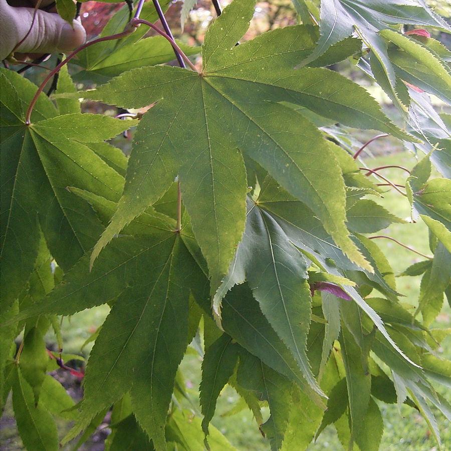 Acer palmatum 'Osakazuki' ~ Osakazuki Japanese Maple-ServeScape