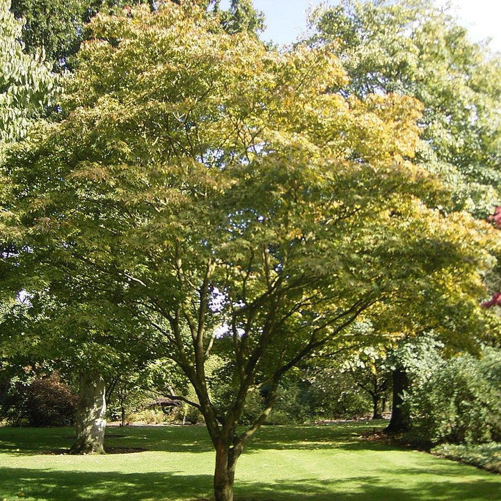 Acer palmatum 'Osakazuki' ~ Osakazuki Japanese Maple-ServeScape