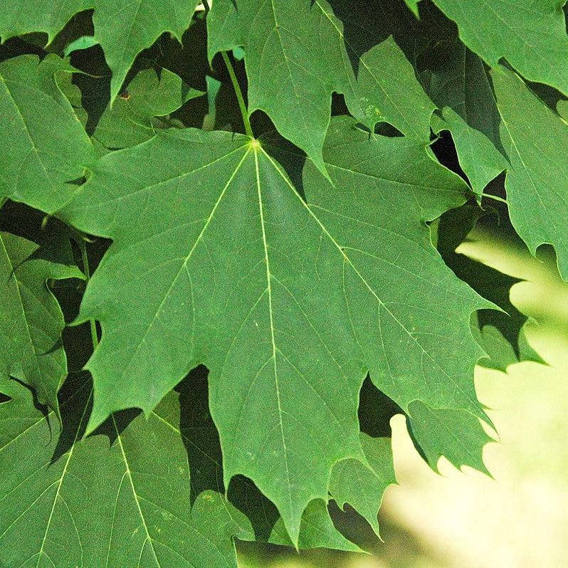 Acer platanoides 'Emerald Queen' ~ Emerald Queen™ Norway Maple-ServeScape