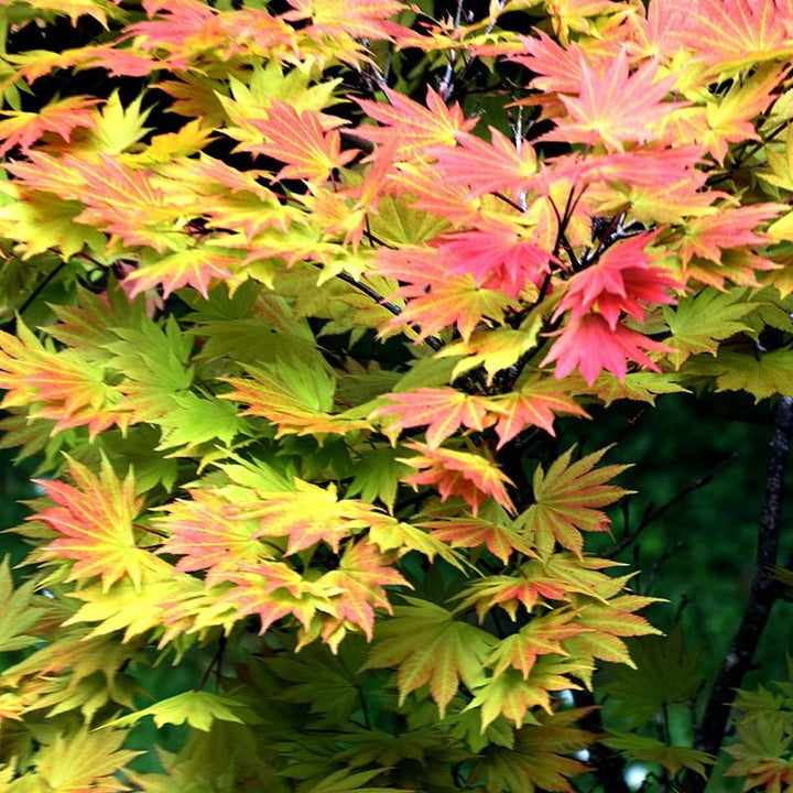 Acer shirasawanum 'Autumn Moon' ~ Autumn Moon Japanese Maple-ServeScape