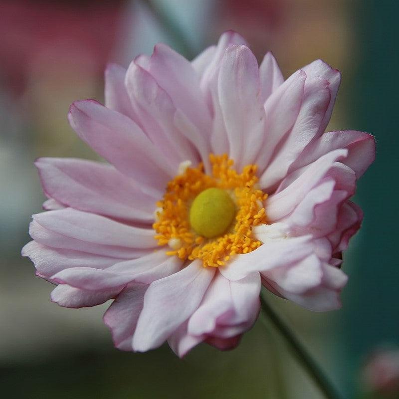 Anemone x 'Queen Charlotte' ~ Queen Charlotte Anemone-ServeScape