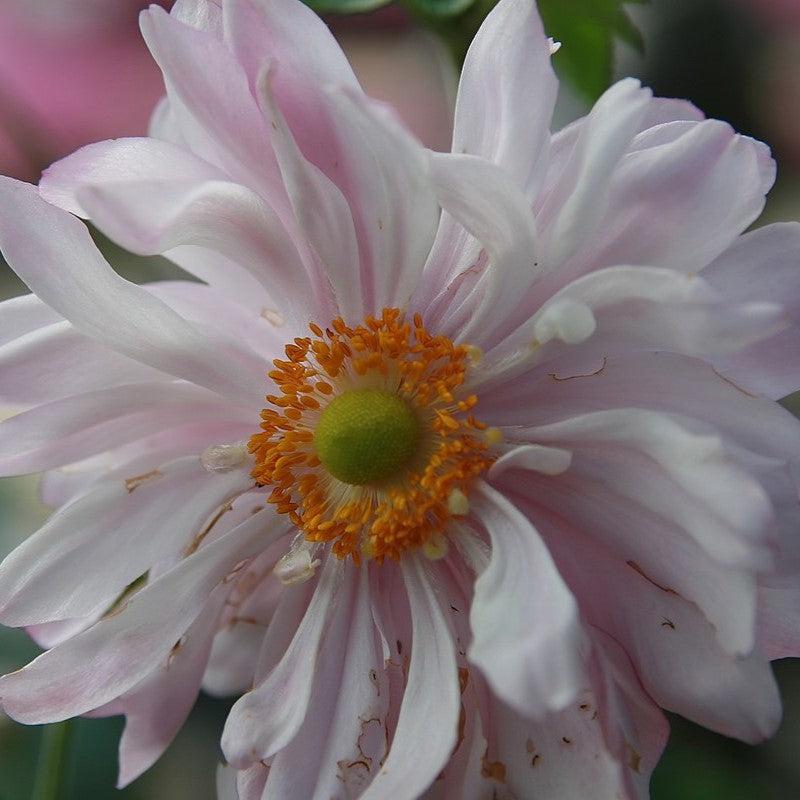Anemone x 'Queen Charlotte' ~ Queen Charlotte Anemone-ServeScape