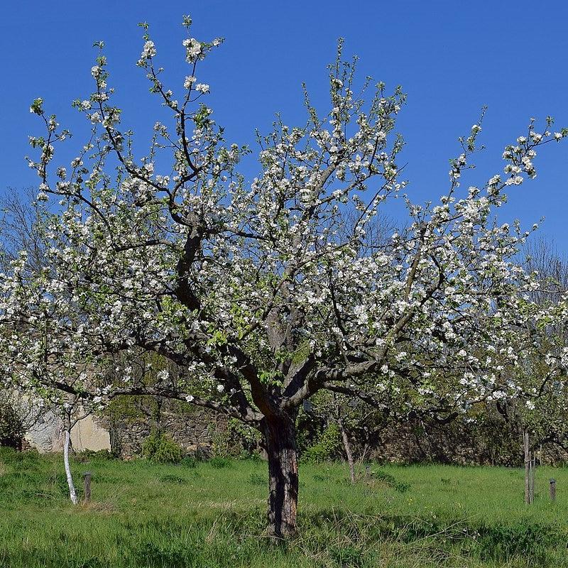 Malus 'Gravensteiner' ~ Gravensteiner Apple-ServeScape