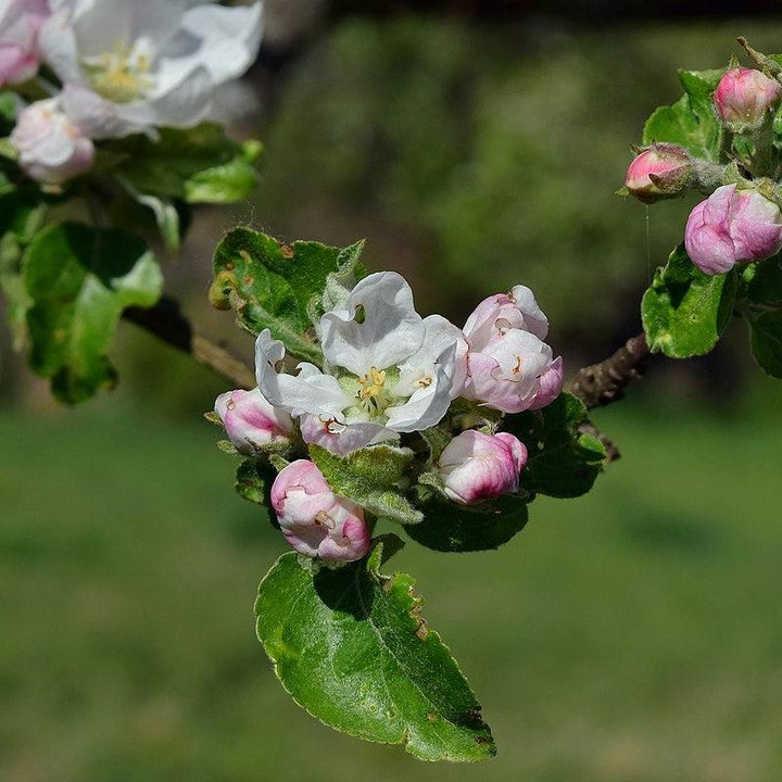 Malus 'Gravensteiner' ~ Gravensteiner Apple-ServeScape