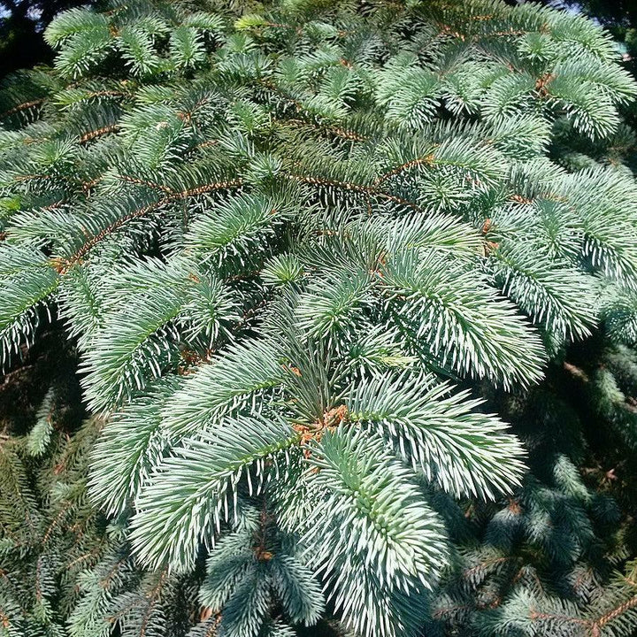 Picea pungens 'Baby Blue Eyes' ~ Baby Blue Eyes Spruce-ServeScape