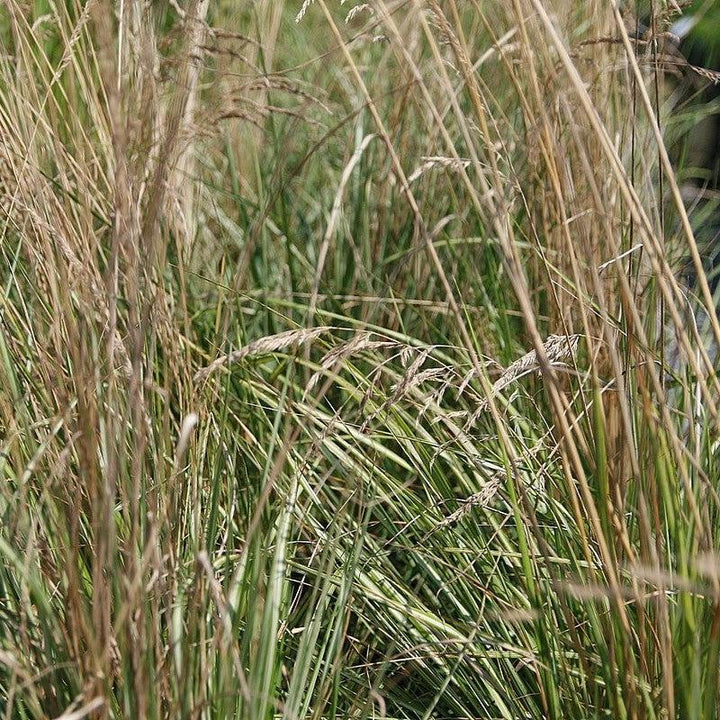 Calamagrostis x acutiflora 'Avalanche' ~ Avalanche Feather Reed Grass-ServeScape