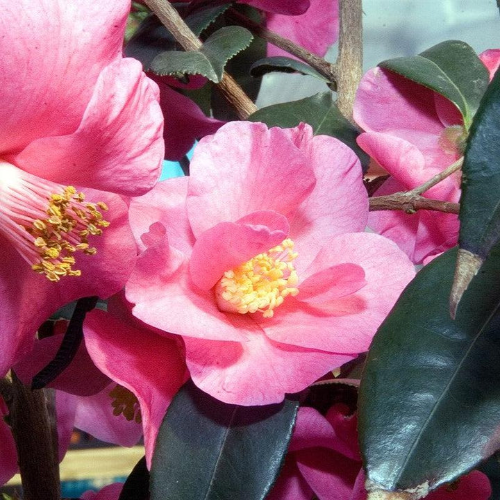 Camellia japonica 'Crimson Candles' ~ Crimson Candles Camellia-ServeScape