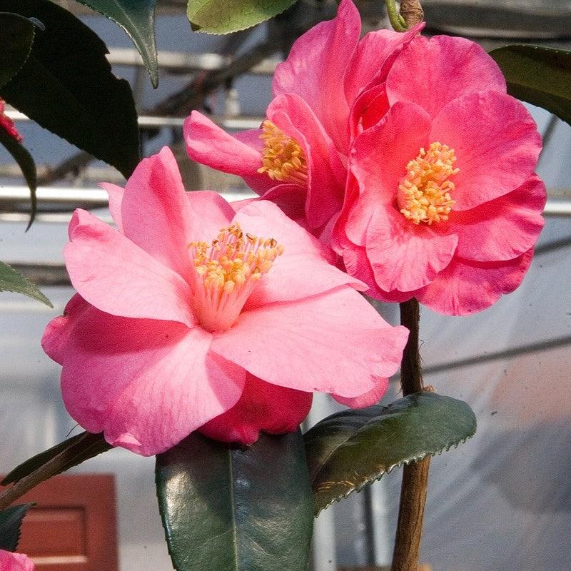 Camellia japonica 'Crimson Candles' ~ Crimson Candles Camellia-ServeScape