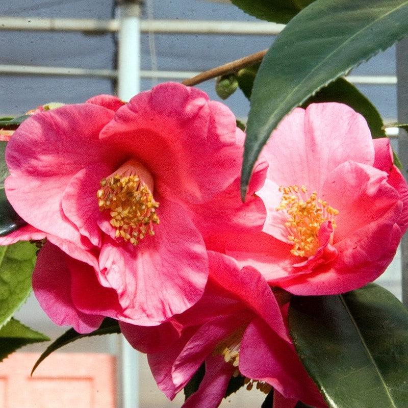 Camellia japonica 'Crimson Candles' ~ Crimson Candles Camellia-ServeScape