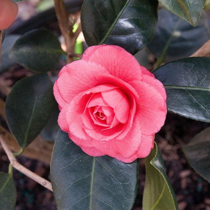 Camellia japonica 'April Kiss' ~ April Kiss Camellia-ServeScape