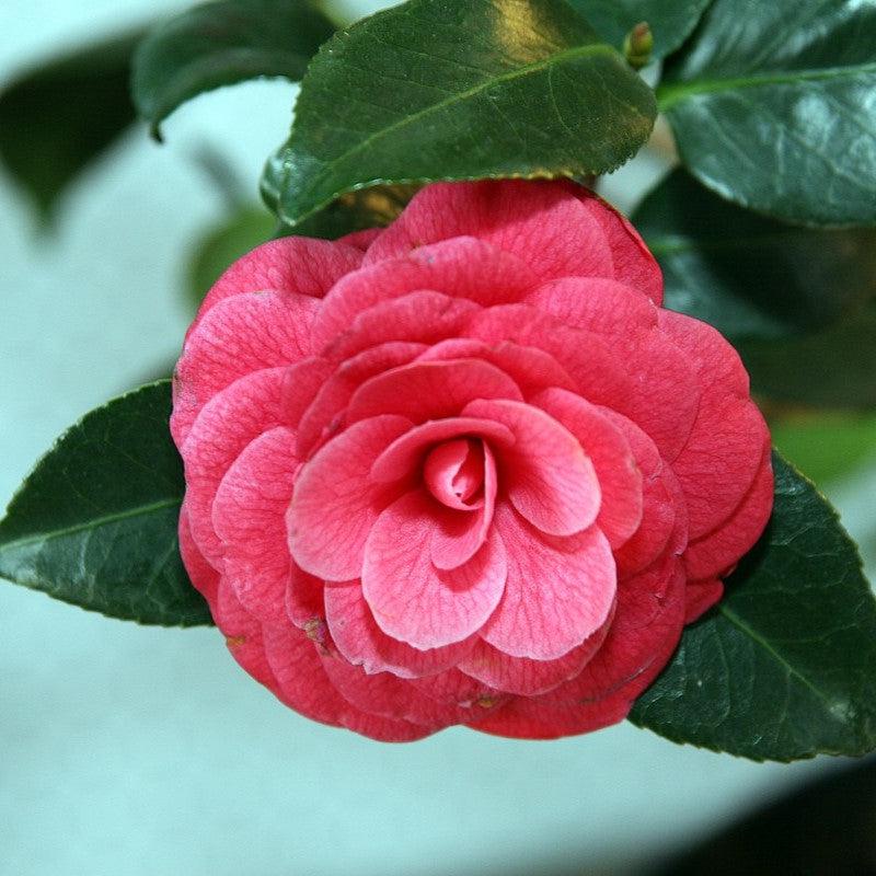 Camellia japonica 'April Kiss' ~ April Kiss Camellia-ServeScape