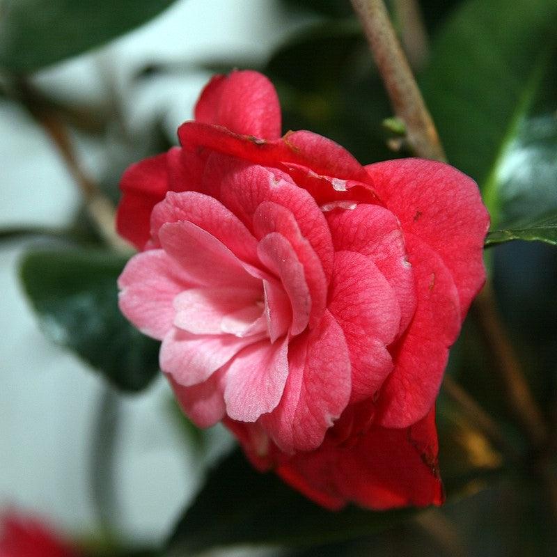 Camellia japonica 'April Kiss' ~ April Kiss Camellia-ServeScape