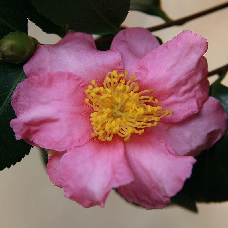 Camellia sasanqua 'Long Island Pink' ~ Long Island Pink-ServeScape