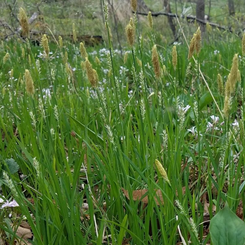 Carex woodii ~ Wood Sedge, Pretty Sedge-ServeScape