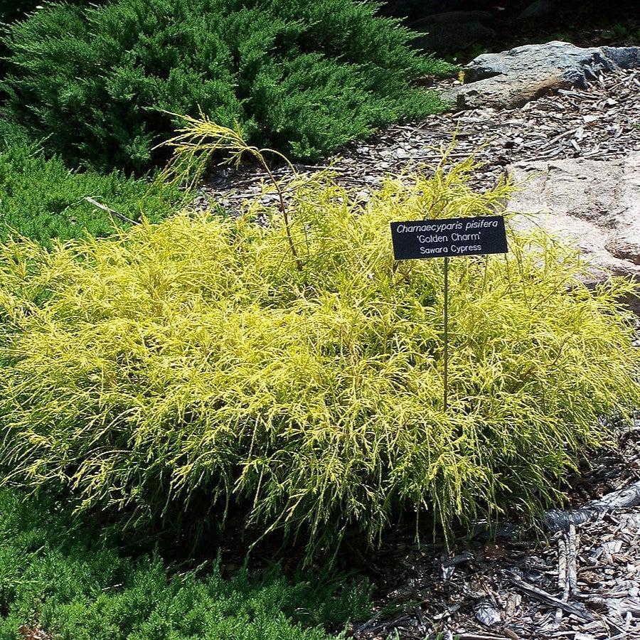 Chamaecyparis pisifera 'Golden Charm' ~ Golden Charm Sawara Cypress-ServeScape