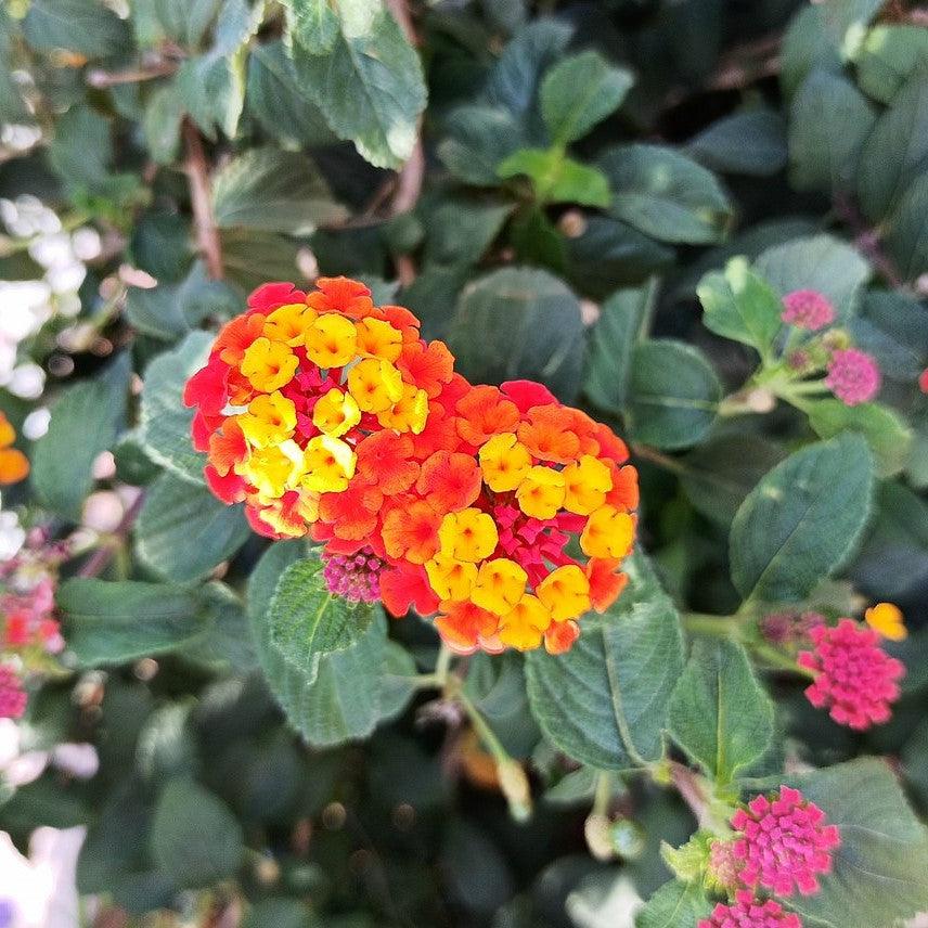 Cosmic Firestorm™ Lantana - Lantana camara 'Manuel Red' PP25955 ...