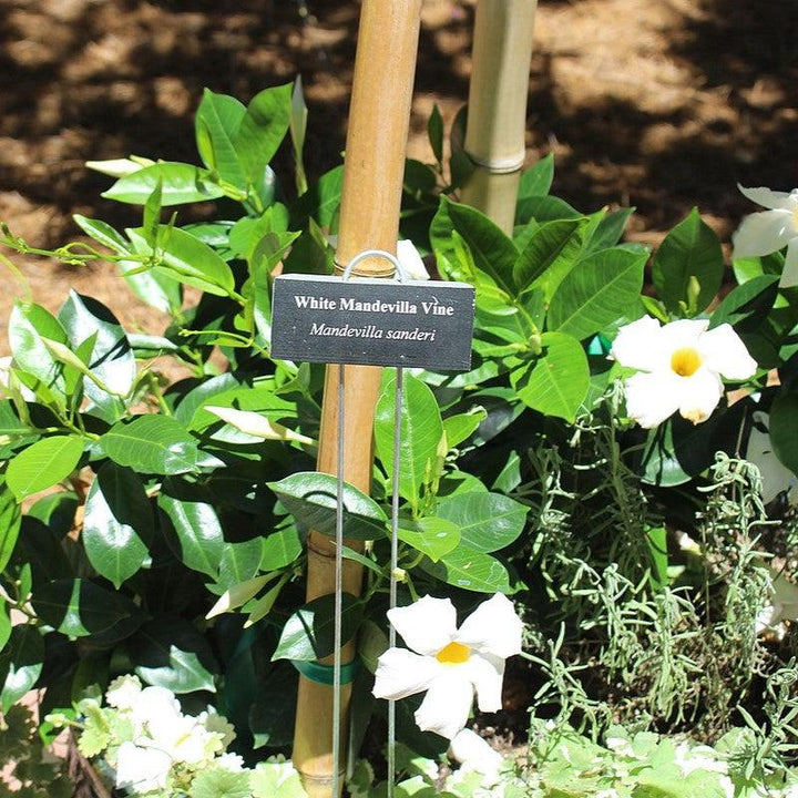 Mandevilla sp~ Rocktrumpet, Mandevilla Vine, White-ServeScape
