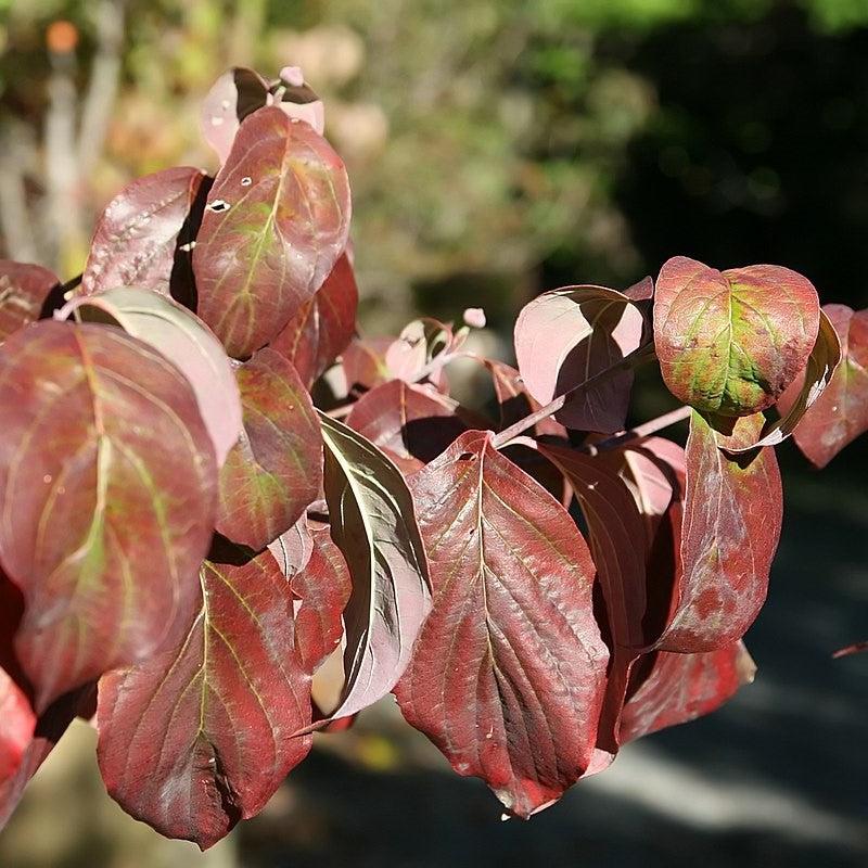Cornus florida 'Cherokee Chief' ~ Cherokee Chief Dogwood-ServeScape