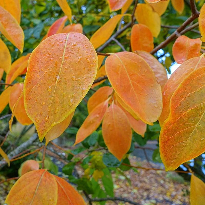Diospyros 'Nikita's Gift' ~ Nikita's Gift Persimmon-ServeScape