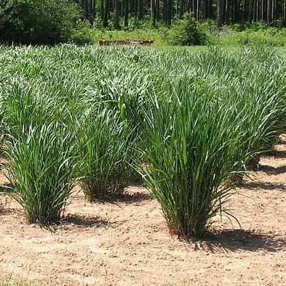 Thundercloud Switch Grass - Panicum virgatum 'Thundercloud' – ServeScape