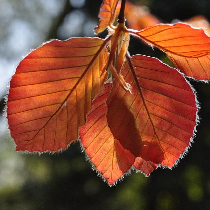 Fagus sylvatica 'Purpurea' ~ Purpleleaf Beech-ServeScape