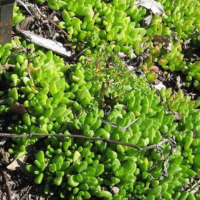 Delosperma nubigenum ~ Yellow Ice Plant-ServeScape