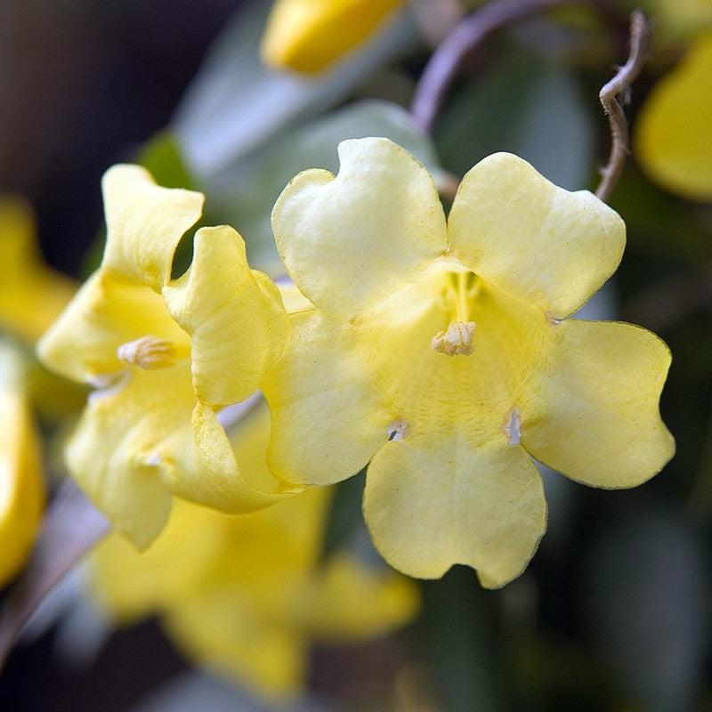Gelsemium sempervirens 'Margarita' ~ Margarita Carolina Jessamine-ServeScape