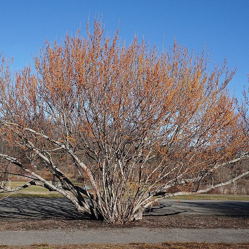 Hamamelis vernalis ~ Ozark Witch Hazel-ServeScape