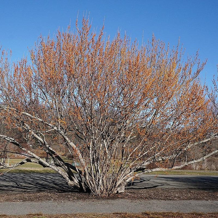 Hamamelis vernalis ~ Ozark Witch Hazel-ServeScape