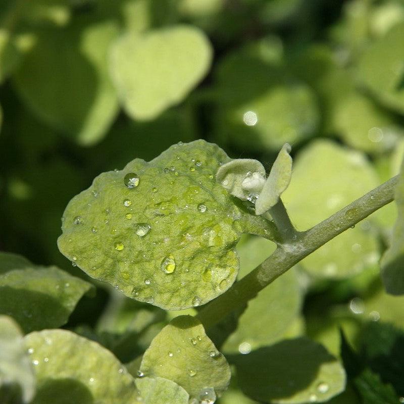 Helichrysum petiolare 'Limelight' ~ Limelight Licorice Plant-ServeScape