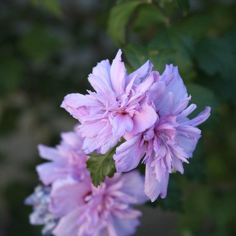 Hibiscus syriacus 'Blushing Bride' ~ Blushing Bride Hibiscus-ServeScape