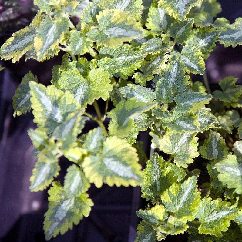 Lamium maculatum 'Anne Greenaway' ~ Anne Greenaway Lamium-ServeScape