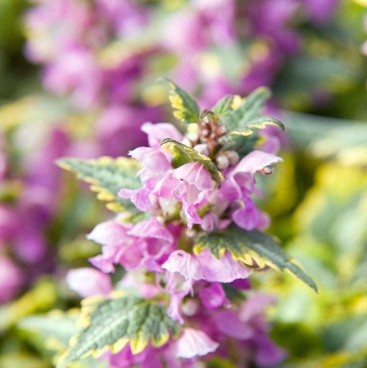 Lamium maculatum 'Anne Greenaway' ~ Anne Greenaway Lamium-ServeScape