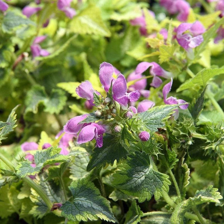 Lamium maculatum 'Anne Greenaway' ~ Anne Greenaway Lamium-ServeScape