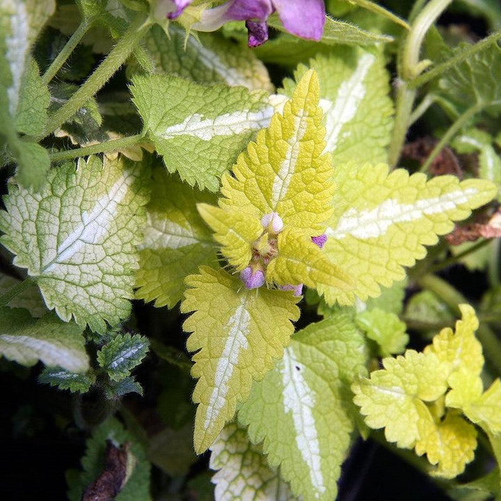 Lamium maculatum 'Anne Greenaway' ~ Anne Greenaway Lamium-ServeScape