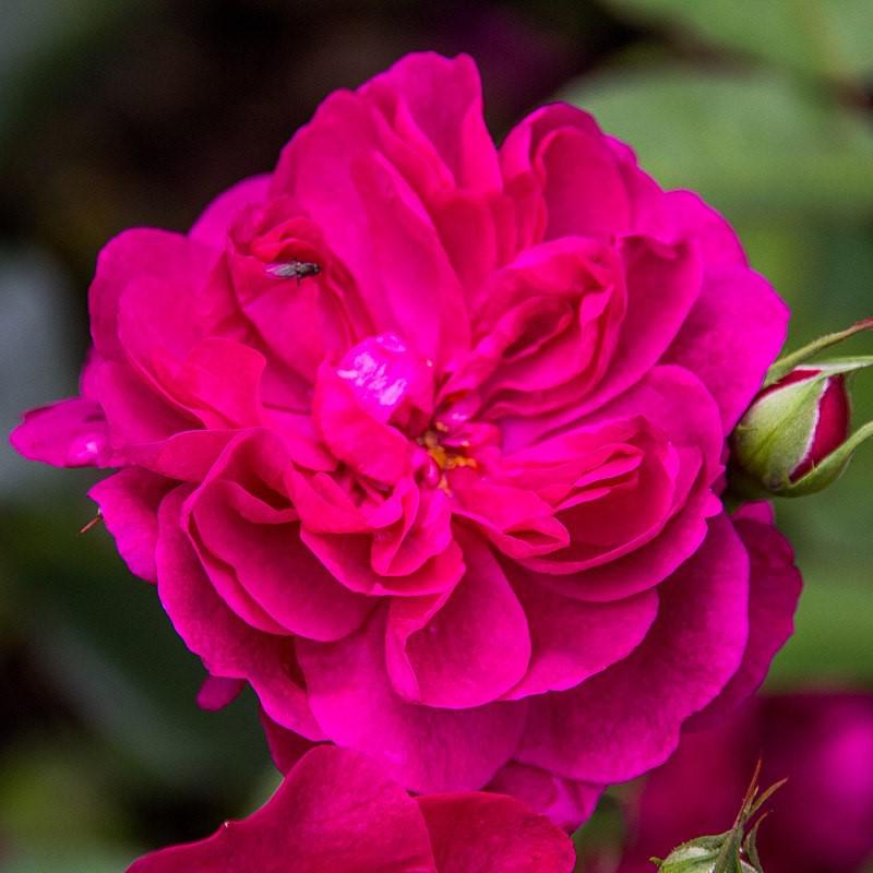 Rosa 'Darcey Bussell' ~ Darcey Bussell Rose-ServeScape
